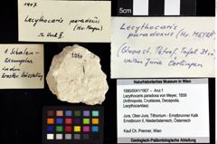 Foto (Objket + Etiketten) von Decapoda indet. 